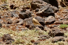 Cursorius somalensis