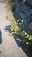 Centaurea salonitana