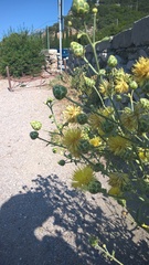 Centaurea salonitana