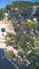 Centaurea salonitana