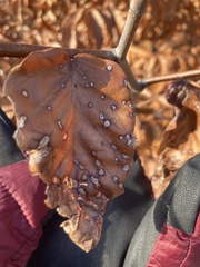 Acalitus ferrugineum