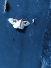 Idaea rusticata