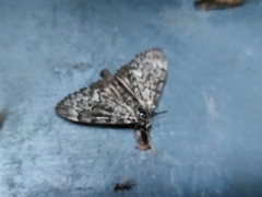 Aglossa pinguinalis
