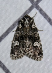 Melanchra adjuncta
