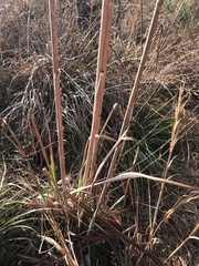 Typha latifolia