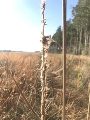 Typha latifolia