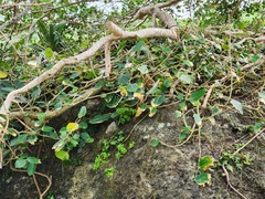 Ficus tinctoria