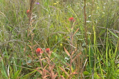 Castilleja arvensis pastorei