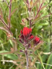 Castilleja arvensis pastorei