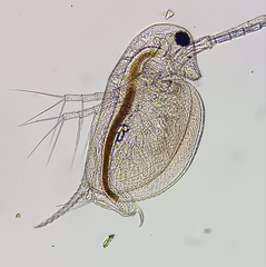 Daphnia longispina