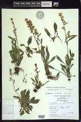 Solidago hispida huronensis
