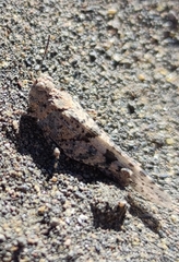 Sphingonotus picteti