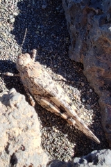 Sphingonotus picteti