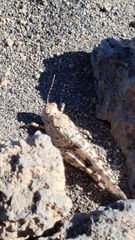 Sphingonotus picteti