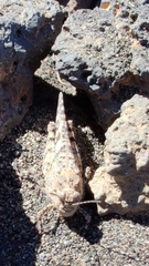 Sphingonotus picteti