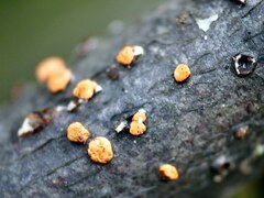 Nectria cinnabarina