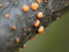 Nectria cinnabarina