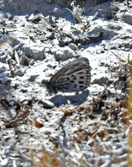 Argyrophorus argenteus