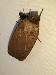 Abagrotis alternata