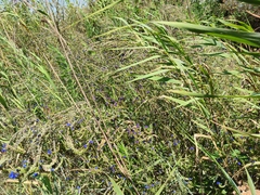 Anchusa