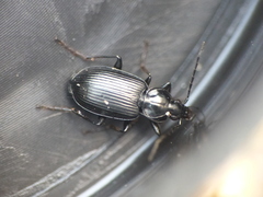 Agonum