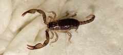 Euscorpius mingrelicus
