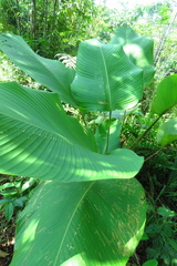 Calathea lutea