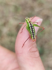 Poecilimon thoracicus