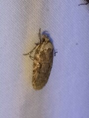 Agonopterix curvilineella