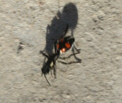 Traumatomutilla vidua