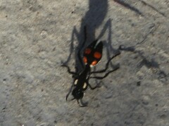 Traumatomutilla vidua