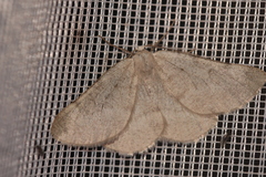 Sciadia zelleraria