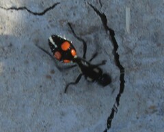 Traumatomutilla vidua