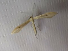 Hellinsia homodactylus