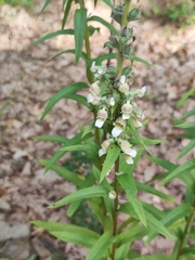 Digitalis lanata