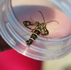 Pyropteron triannuliformis