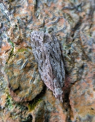 Depressariidae