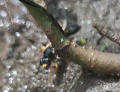 Sceliphron destillatorium