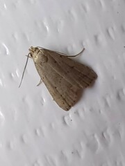 Hypenodes fractilinea