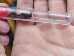 Delta unguiculatum