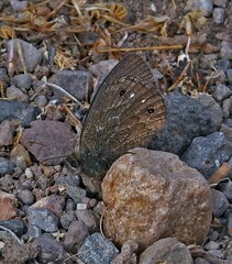 Cosmosatyrus leptoneuroides