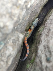 Pseudocordylus subviridis