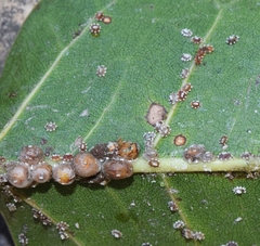 Ceroplastes floridensis