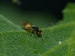 Euplectrus