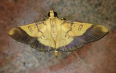 Desmia flavalis