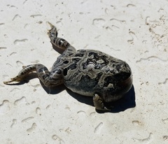 Physalaemus biligonigerus