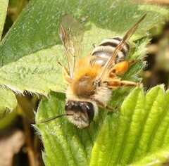Andrena gravida