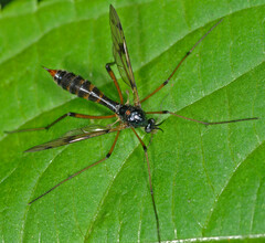 Ptychoptera contaminata