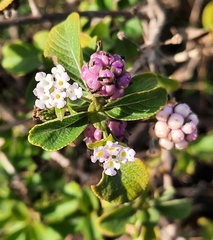Lantana involucrata