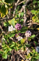Lantana involucrata